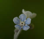 Wild comfrey